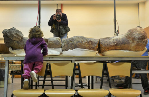 biggestdinosau..4
